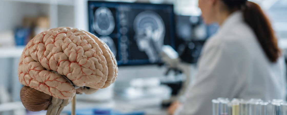 Anatomski model ljudskog mozga u istraživačkoj laboratoriji, dok naučnik analizira neurološke snimke u pozadini.