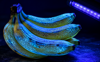 BANANA SVETLI POD UV LAMPOM