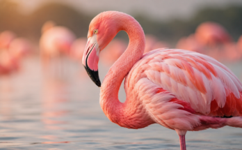 Ružičasti flamingo u plitkoj vodi sa jasno vidljivim karakterističnim perjem.