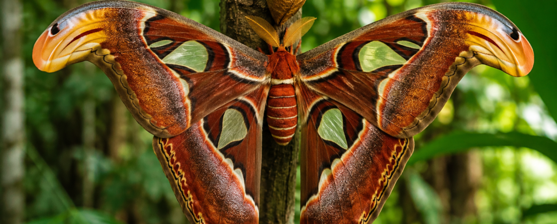 Atlas moljac (Attacus atlas) raširenih krila na stablu u tropskoj šumi.