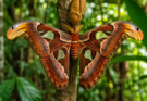 Atlas moljac (Attacus atlas) raširenih krila na stablu u tropskoj šumi.